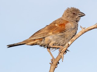  - Daniel Danckwerts (Rockjumper Birding Tours) - ML629097096