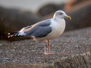 Vega Gull - Larus vegae - Birds of the World