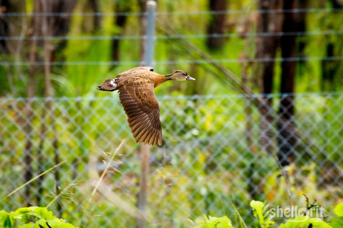 Spotted Whistling-Duck - ML62910911