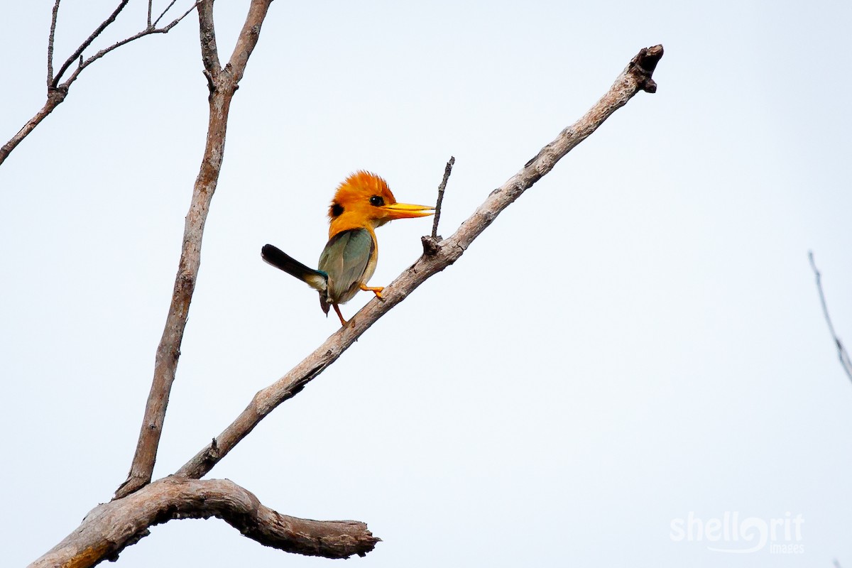 Yellow-billed Kingfisher - Luke Shelley