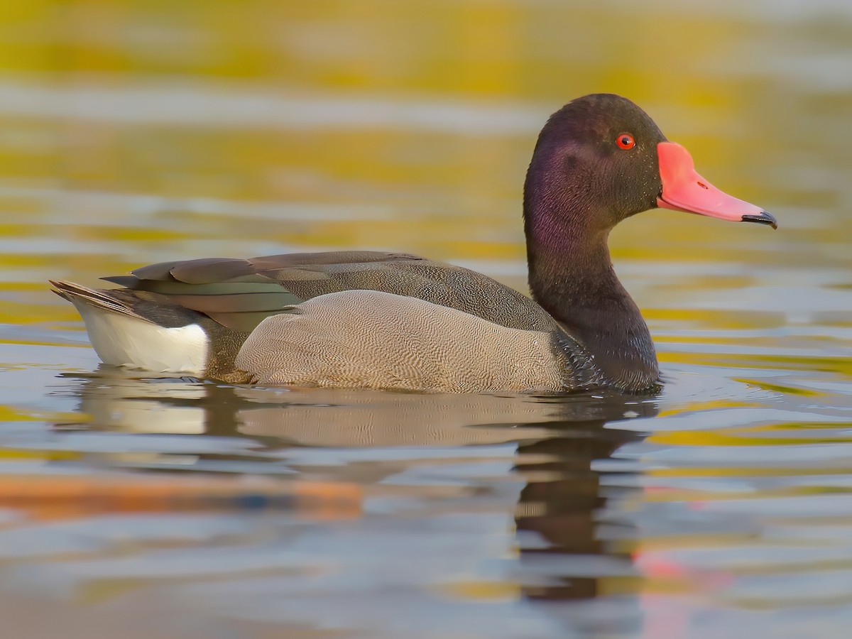 Rosy-billed Pochard - Netta peposaca - Birds of the World