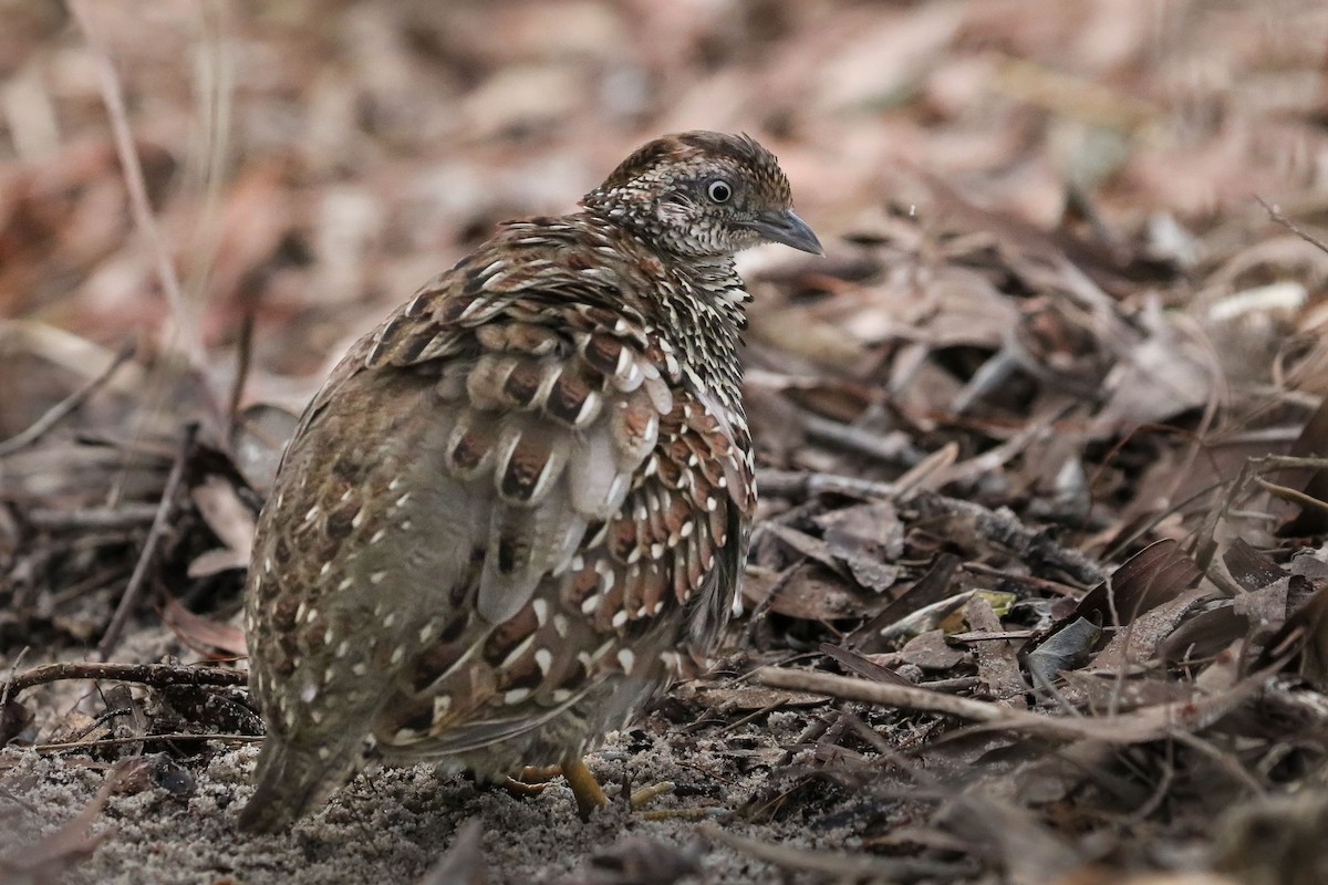 Black-breasted Buttonquail - ML62912451
