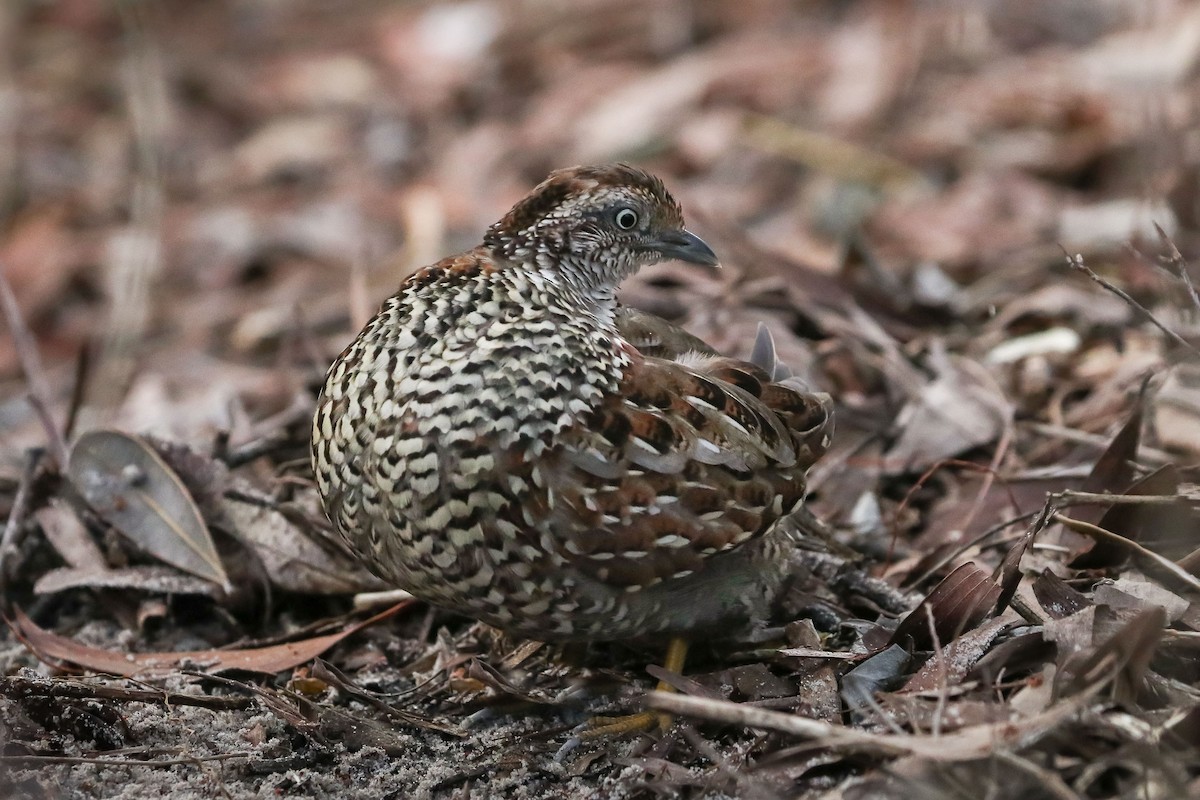 Black-breasted Buttonquail - ML62912461