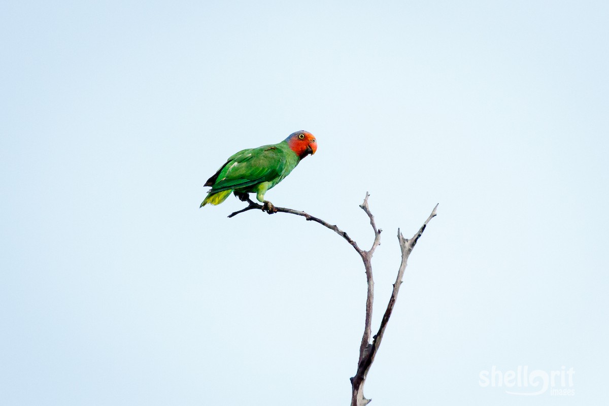 Red-cheeked Parrot - Luke Shelley