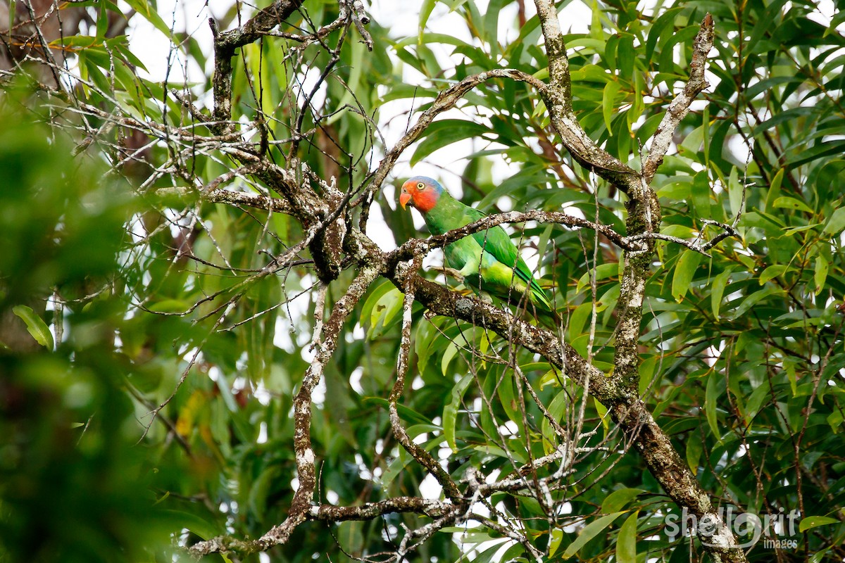 Red-cheeked Parrot - ML62912631