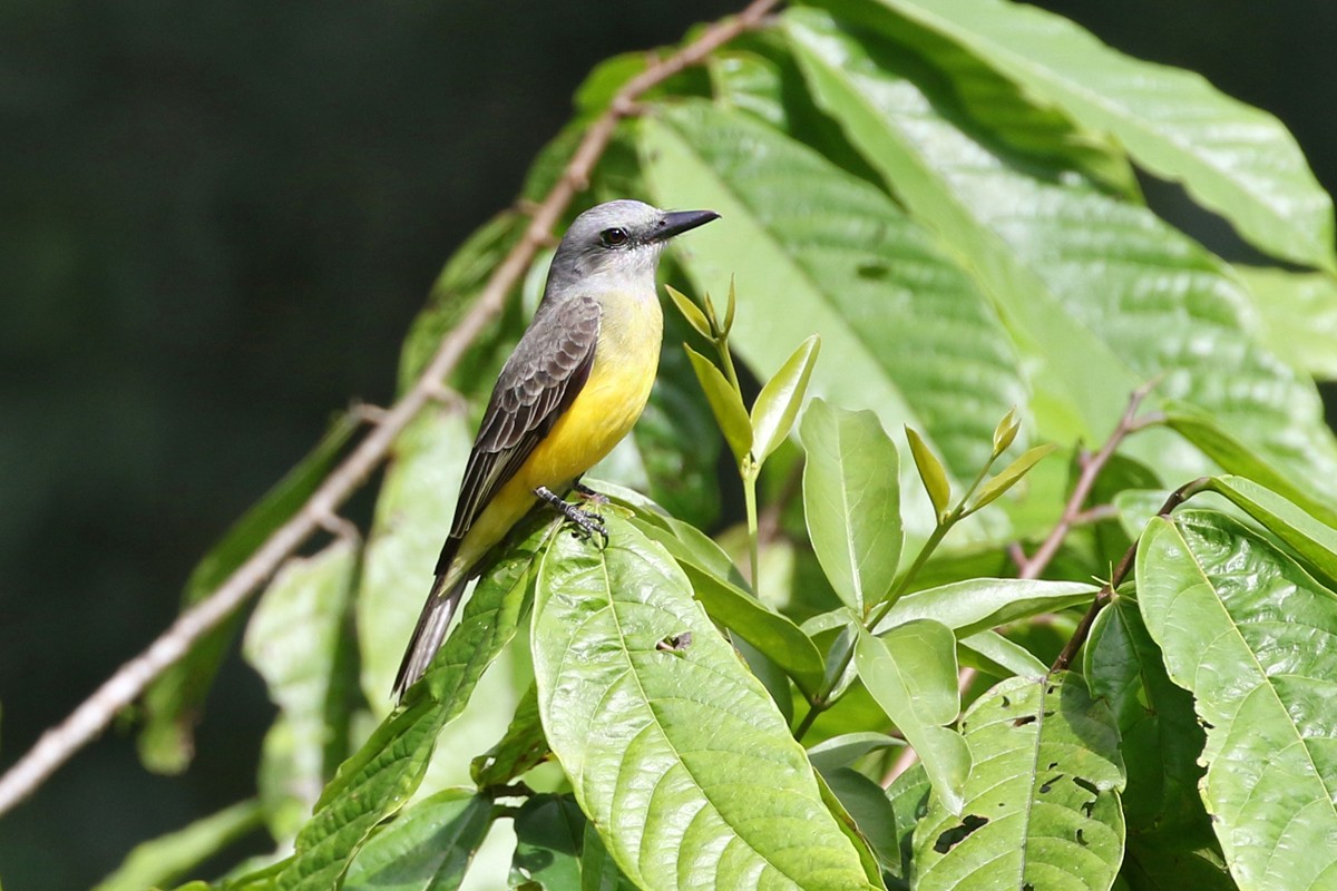 Tropical Kingbird - Charley Hesse TROPICAL BIRDING