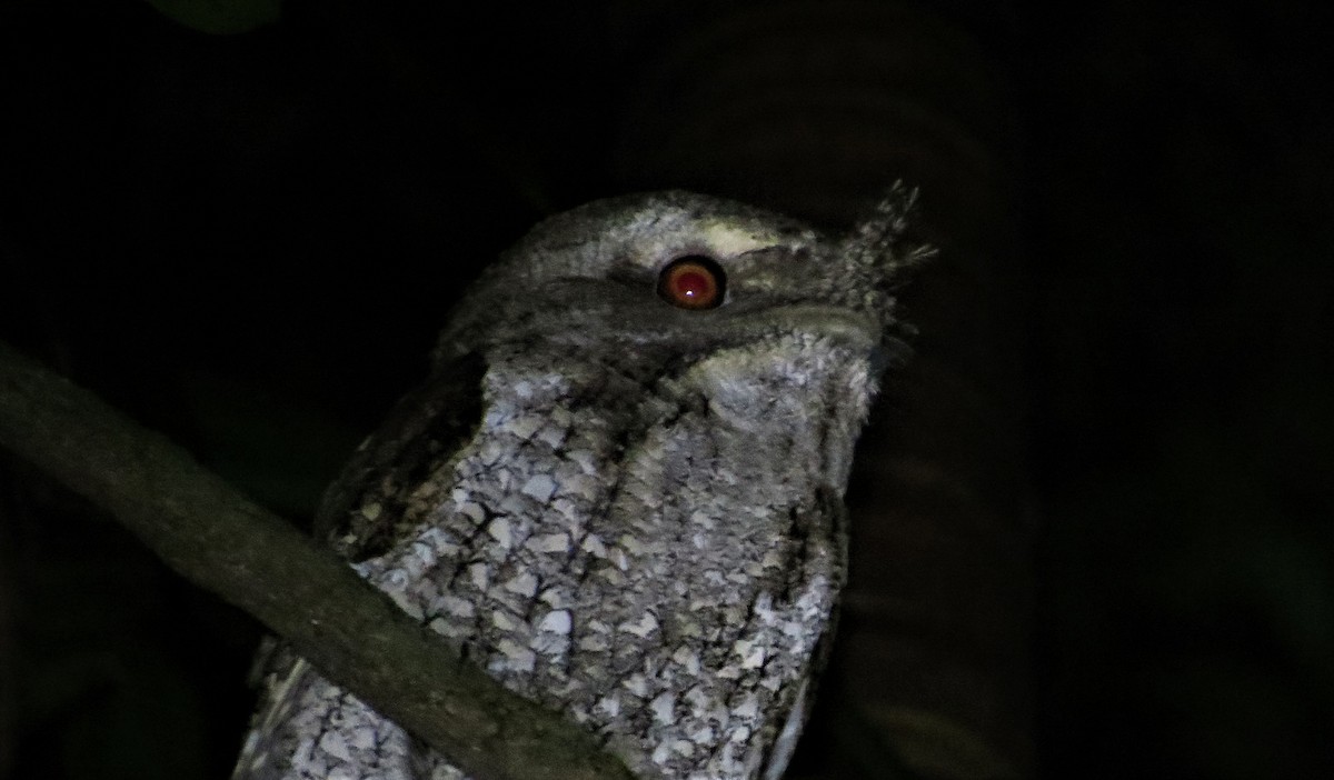 Marbled Frogmouth - Simon Starr