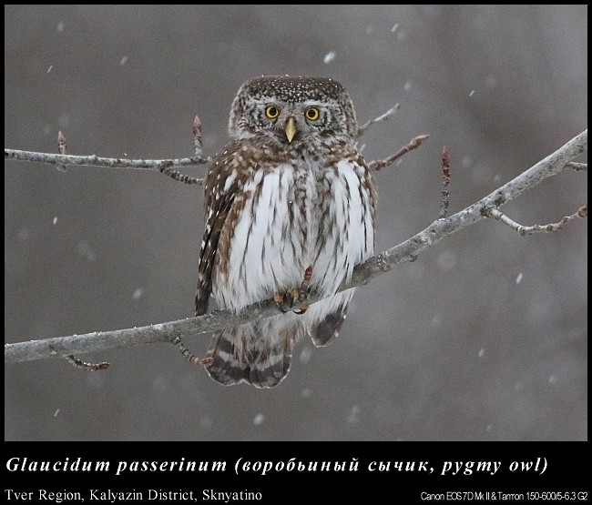 Eurasian Pygmy-Owl - ML62912921
