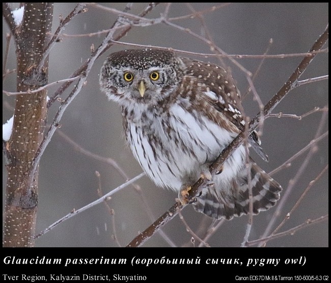 Eurasian Pygmy-Owl - ML62912931