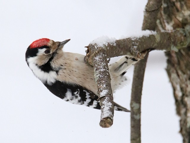 Lesser Spotted Woodpecker - Pavel Parkhaev