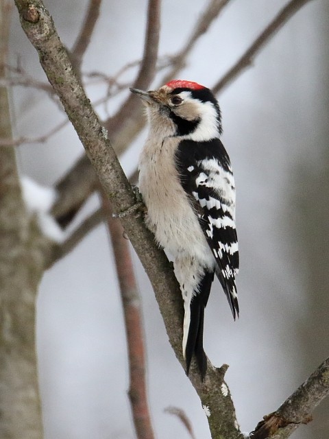 Lesser Spotted Woodpecker - ML62912981