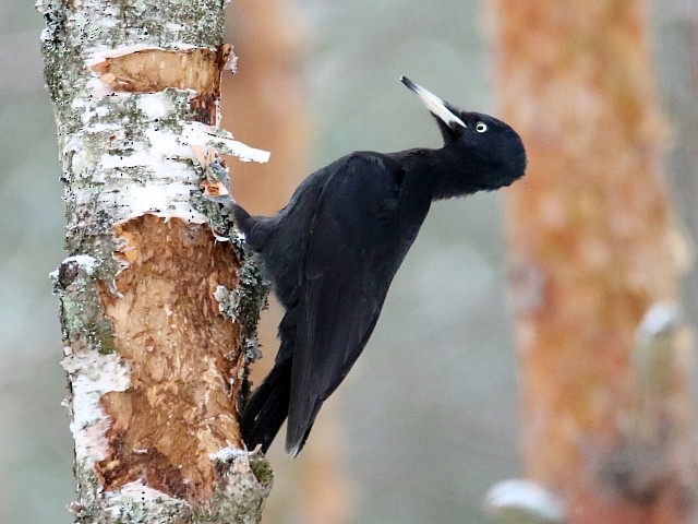 Black Woodpecker - Pavel Parkhaev