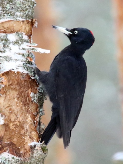 Black Woodpecker - ML62913001