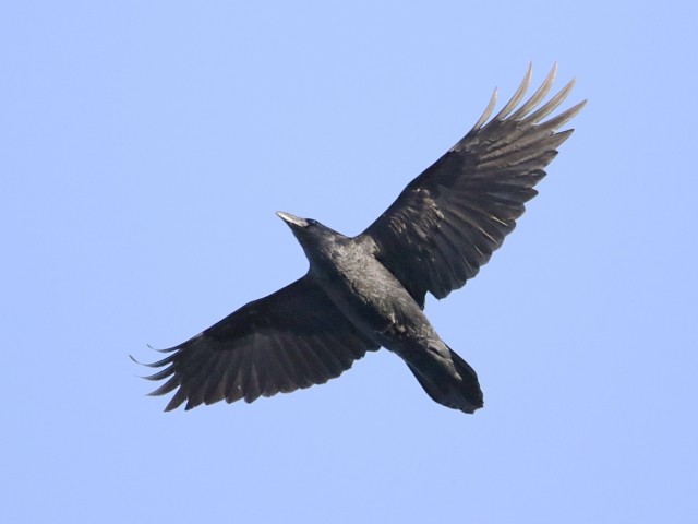 Common Raven - Pavel Parkhaev