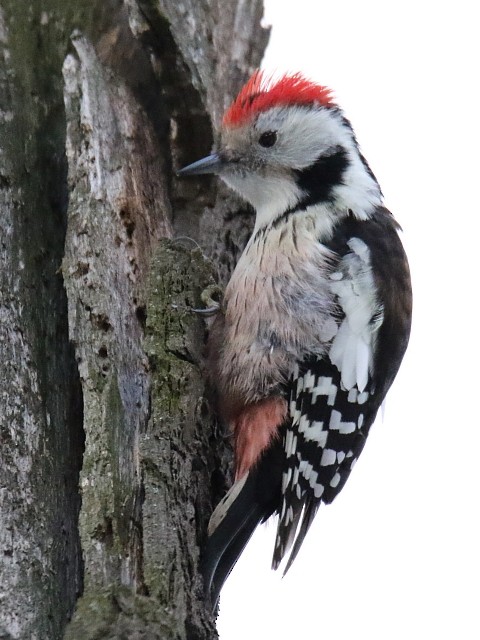 Middle Spotted Woodpecker - ML62913421