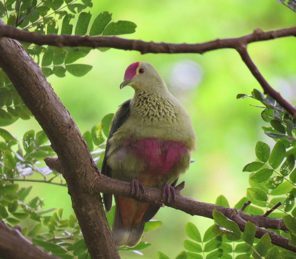 Red-bellied Fruit-Dove - ML62915381
