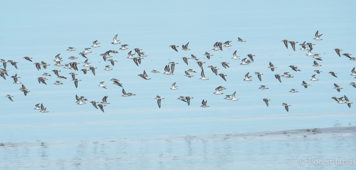 Red-necked Stint - Forest Botial-Jarvis