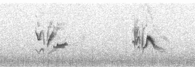 Kurşuni Vireo (plumbeus/gravis) - ML62923