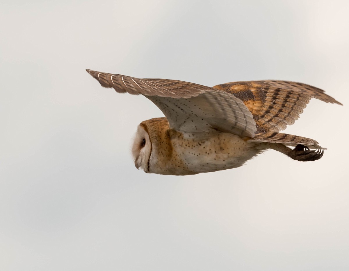 Barn Owl - David Hall