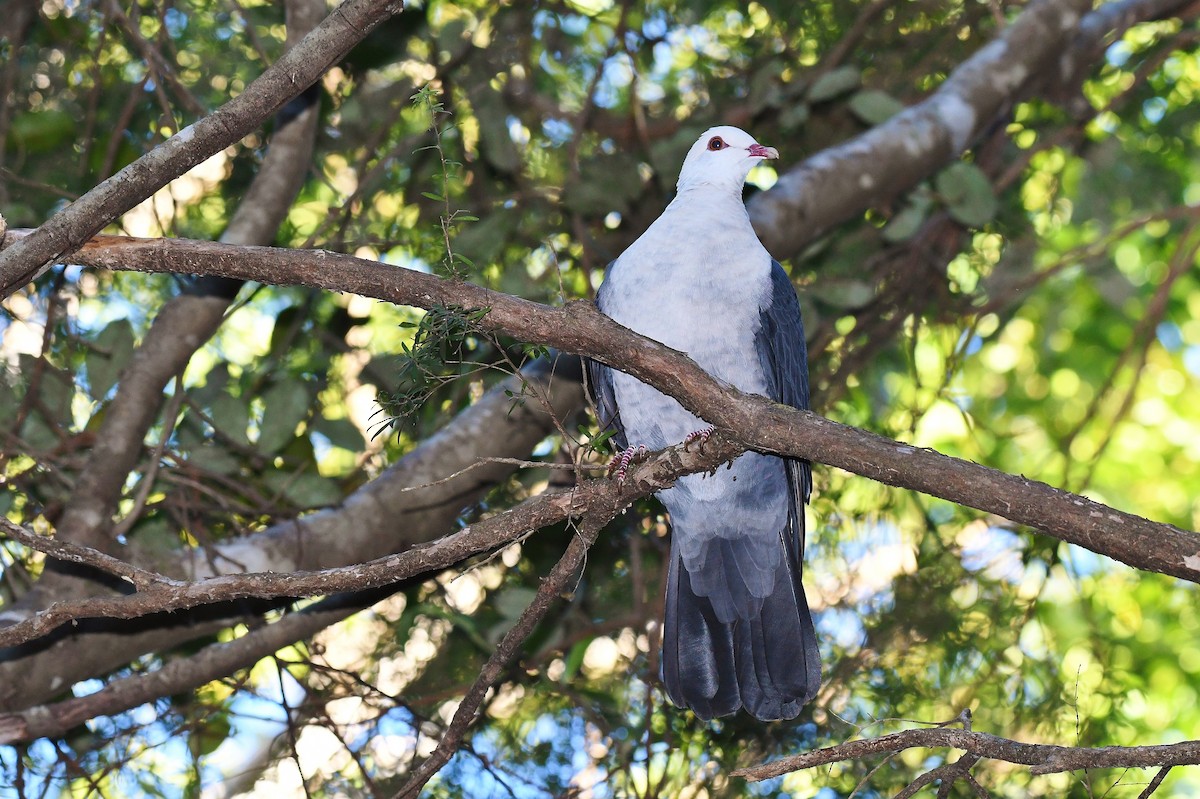 White-headed Pigeon - ML62924571