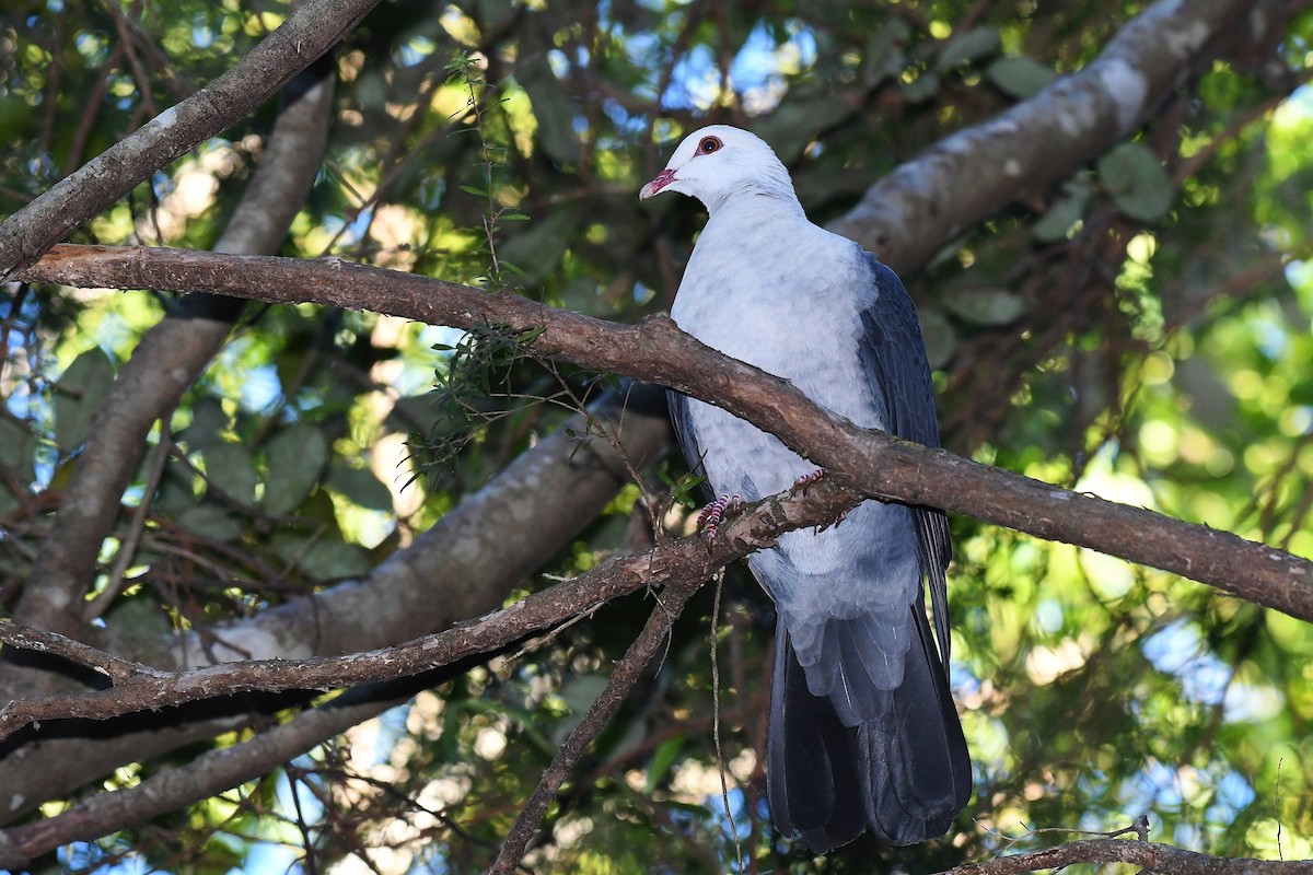 White-headed Pigeon - Terence Alexander