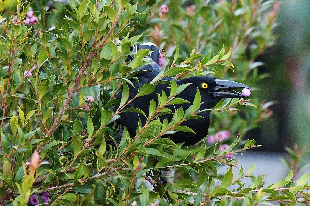 Pied Currawong - ML62925131