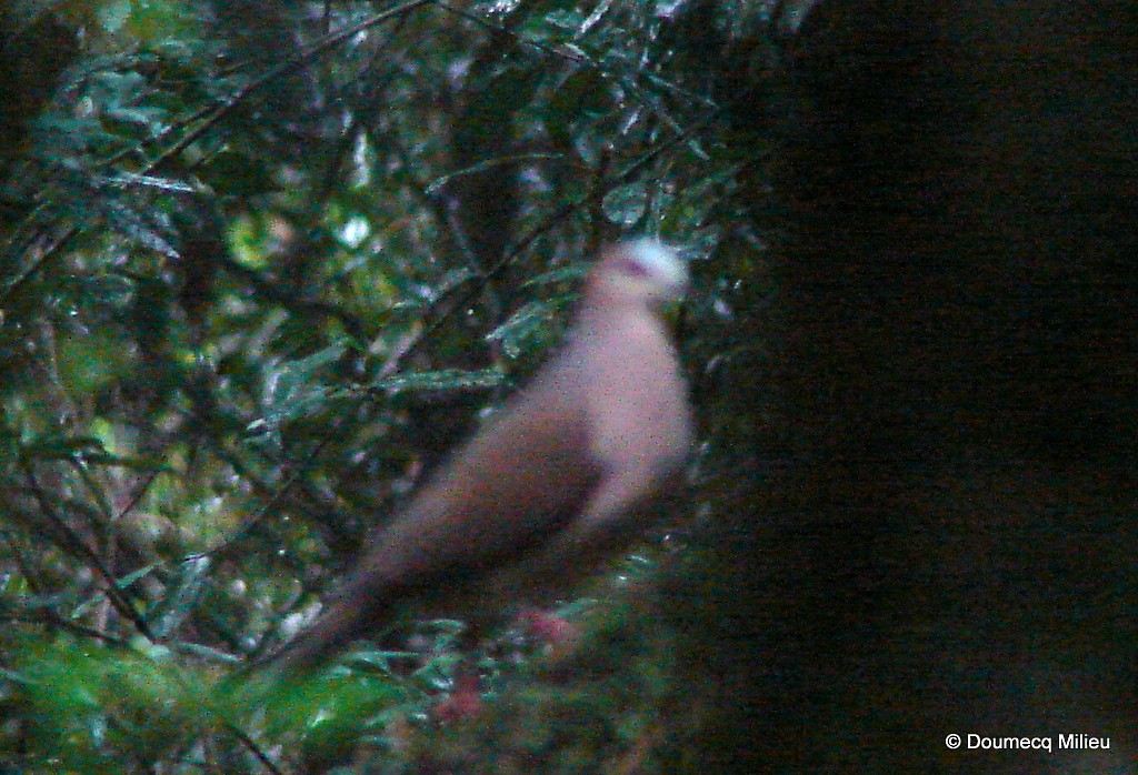 Gray-fronted Dove - ML62925311