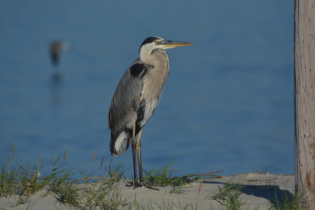 Great Blue Heron (Great Blue) - Anonymous