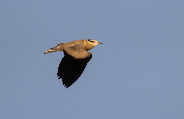 Adult in flight. - Temminck's Courser - 