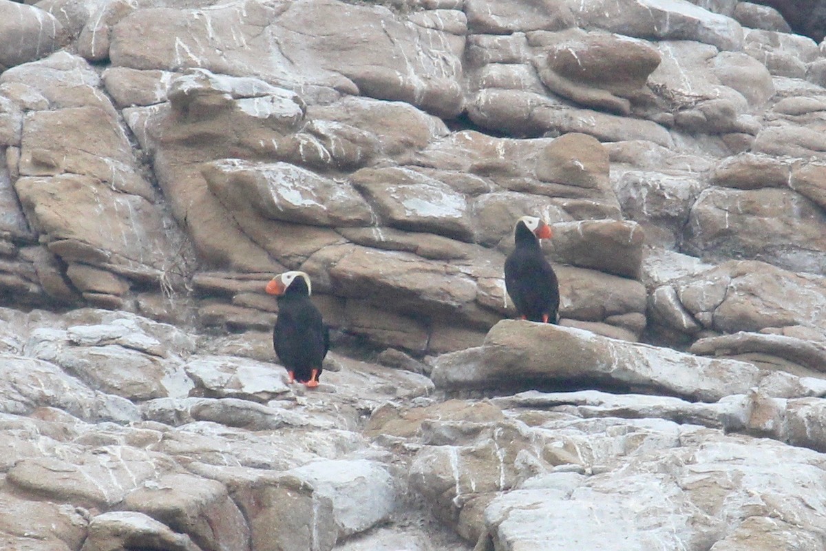 Tufted Puffin - ML62927881