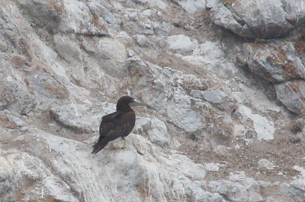 Brown Booby - ML62927931