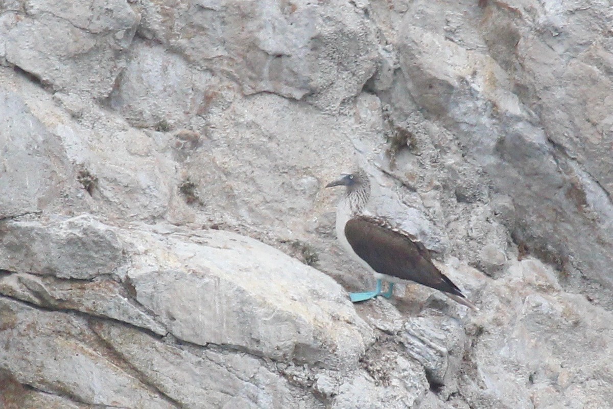 Blue-footed Booby - ML62927951