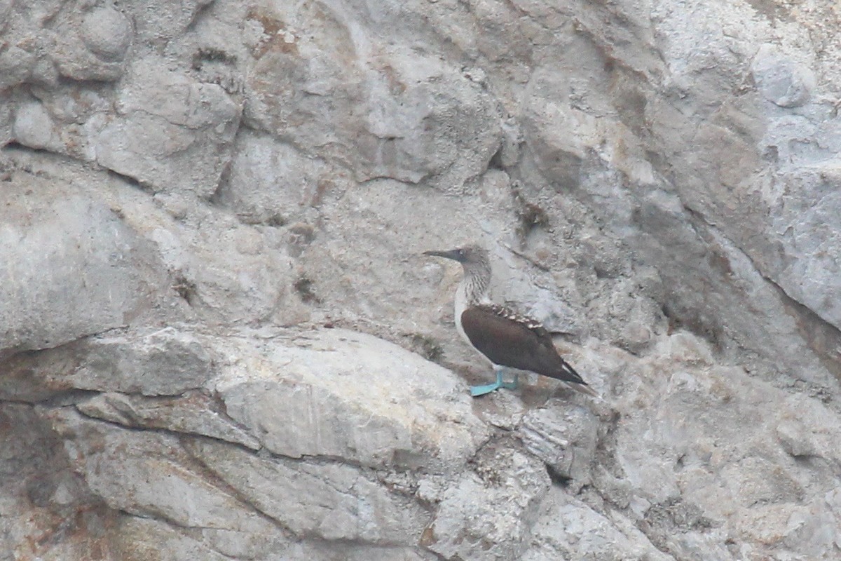 Blue-footed Booby - ML62927991