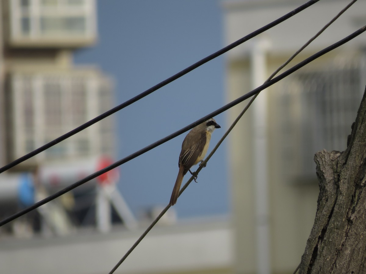 Brown Shrike (Philippine) - ML62928991