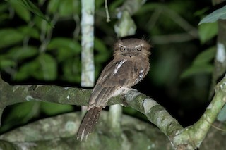  - Sunda Frogmouth