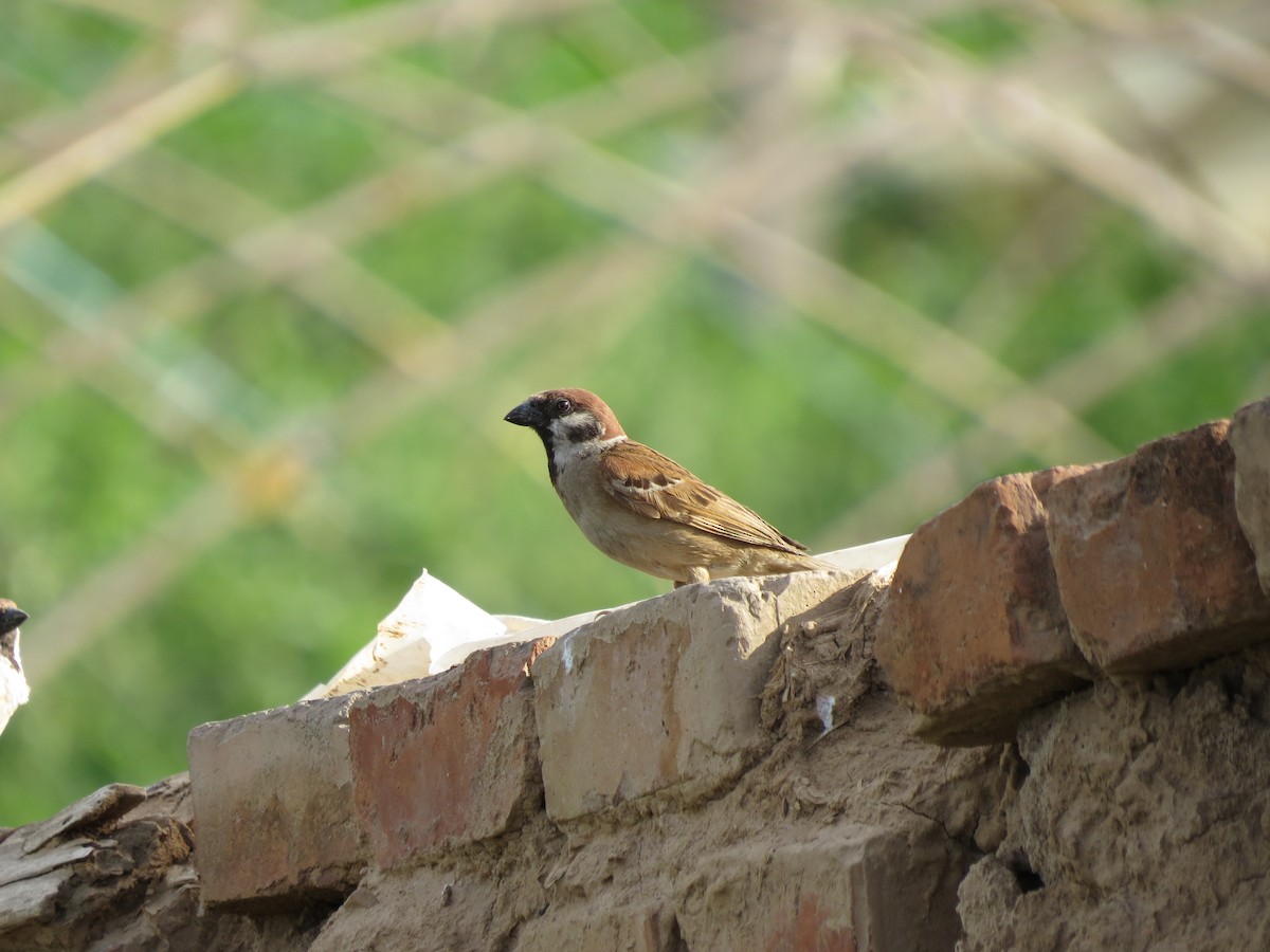 Eurasian Tree Sparrow - Dirk von Werne