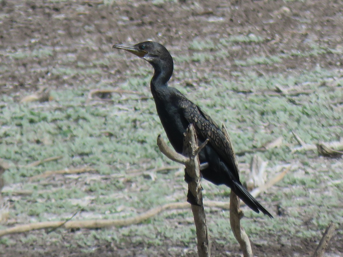 Indian Cormorant - Selvaganesh K