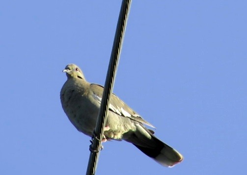 White-winged Dove - ML62936571