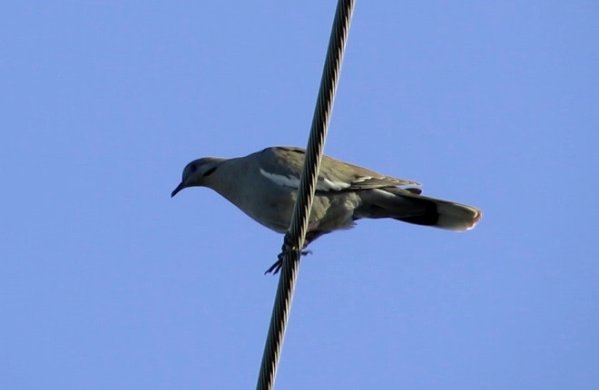 White-winged Dove - ML62936611