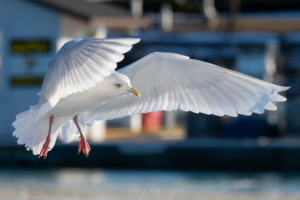 Iceland Gull (glaucoides) - eBird