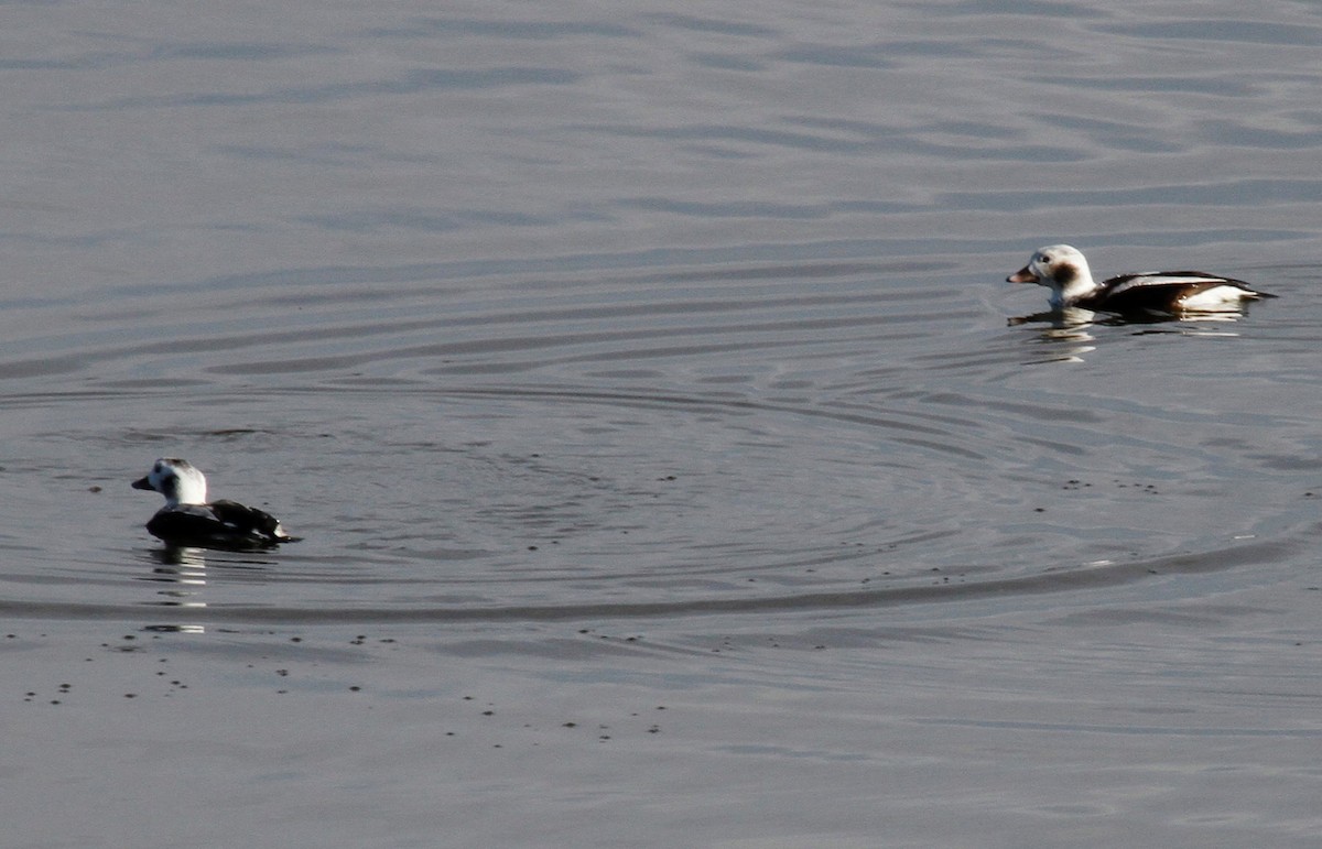 Long-tailed Duck - Greg Cook