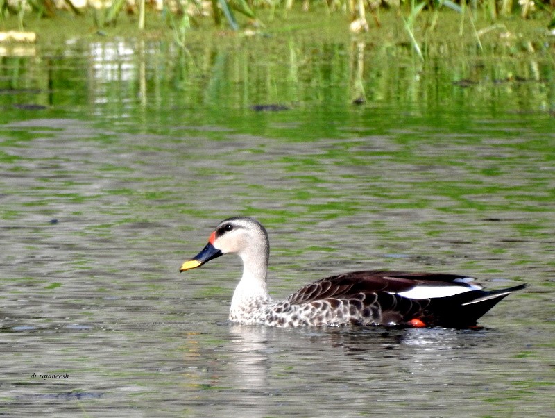 Indian Spot-billed Duck - Rajaneesh  Ghadi