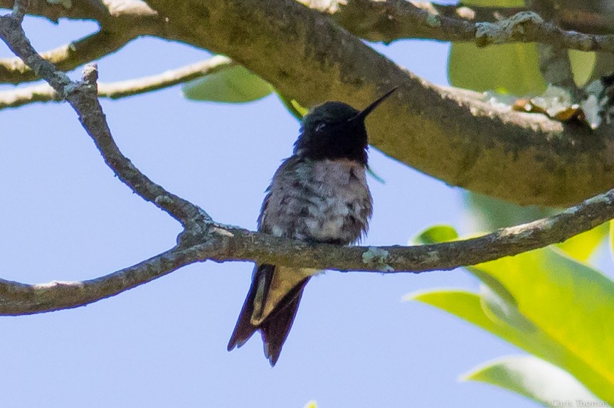 Ruby-throated Hummingbird - ML62939761