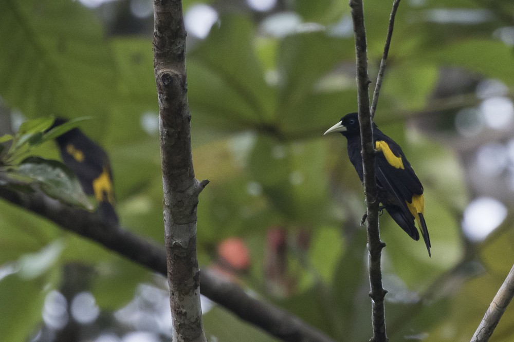 Yellow-rumped Cacique - ML62940521