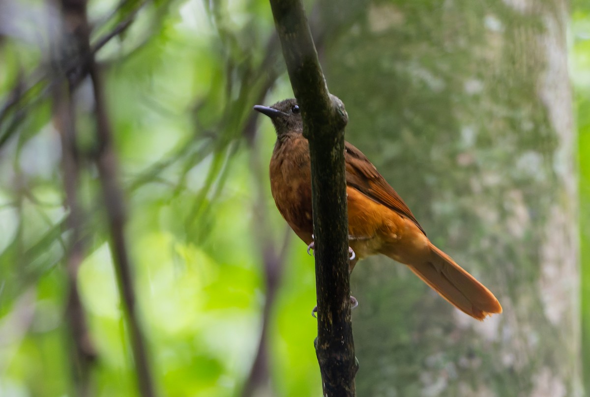 Red-tailed Ant-Thrush (Red-tailed) - eBird