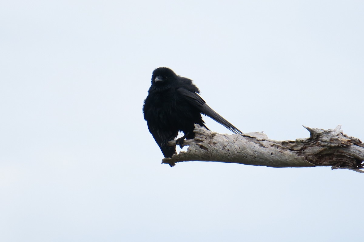 Fish Crow - Rishi Palit