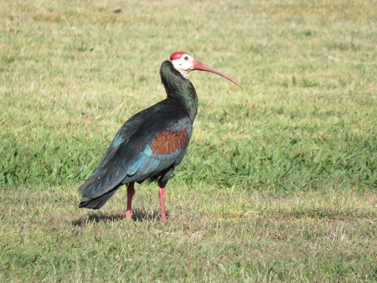 ibis jihoafrický - ML62944051