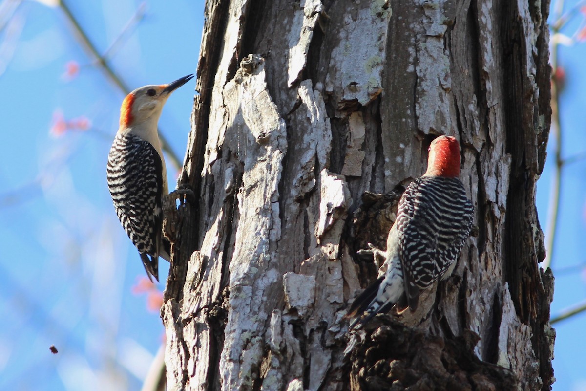 Red-bellied Woodpecker - ML62944151