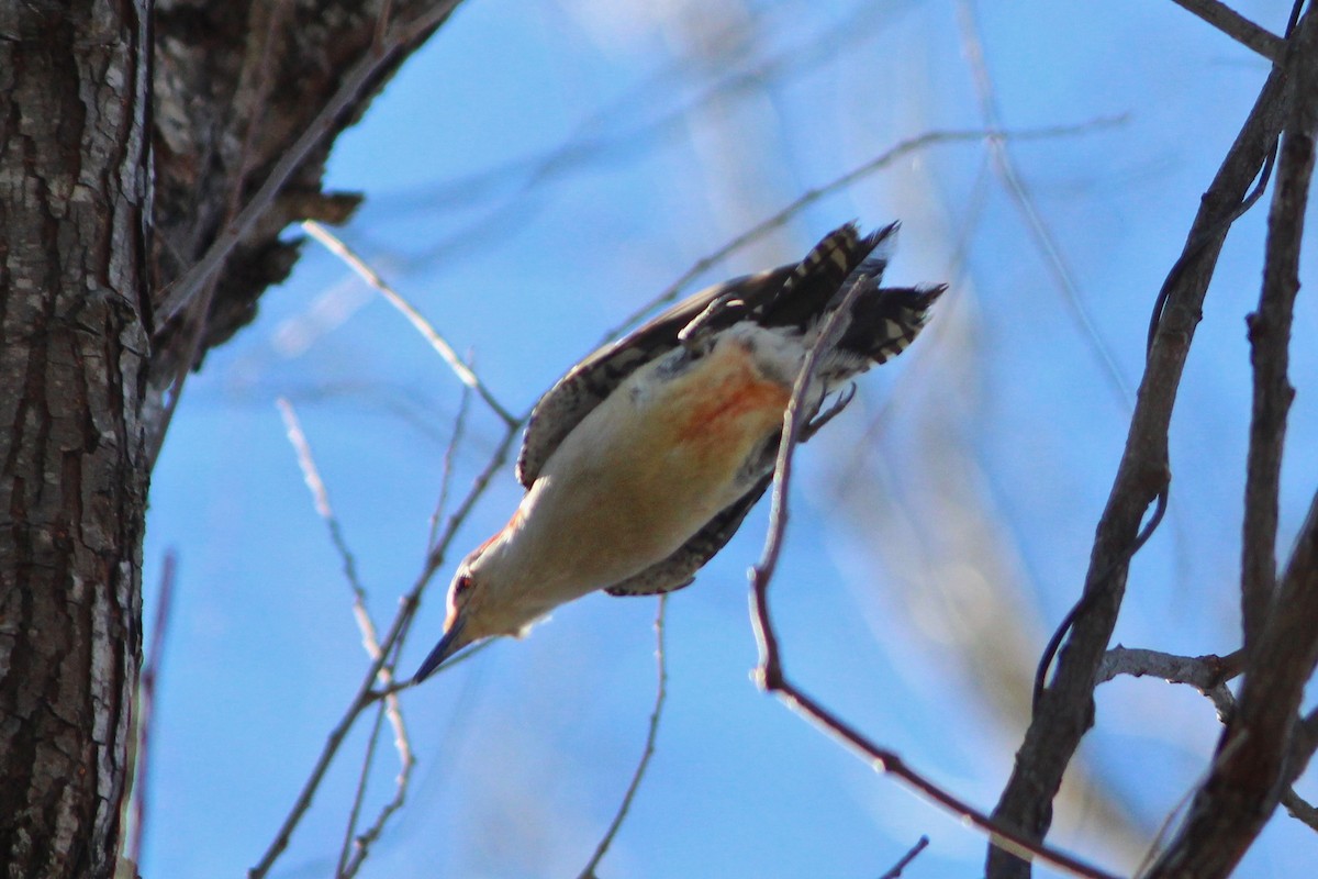 Red-bellied Woodpecker - Oscar Johnson