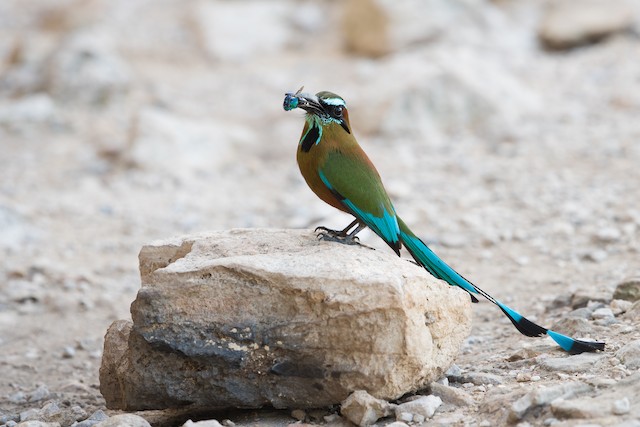 Turquoise-browed Motmot